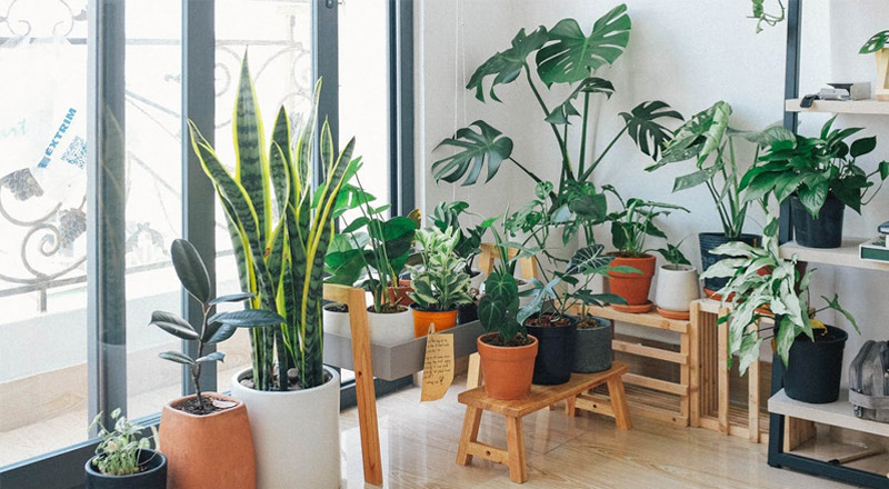 Indoor plants